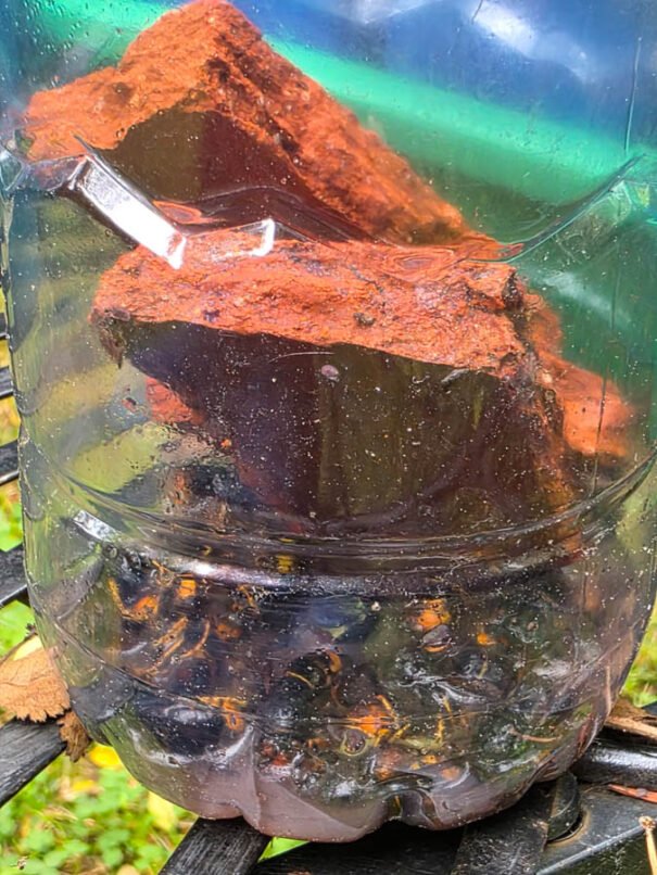 Une dizaine de frelons morts au fond d'une bouteille