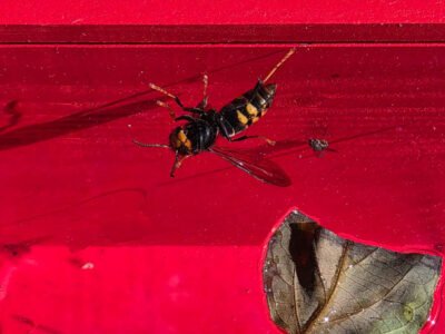 Frelons asiatiques : comment limiter son impact sur les abeilles ?